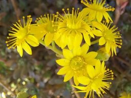 Aeonium sedifolium flowers